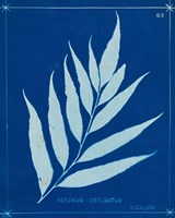 Cyanotype Ferns VII Framed Print