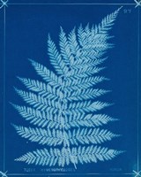 Cyanotype Ferns IX Framed Print