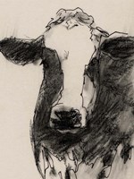 Cow Portrait Sketch II Fine Art Print