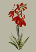 Botanical Array VII Fine Art Print