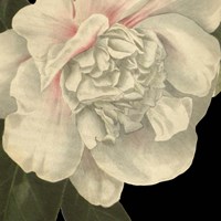 Dramatic Camellia II Fine Art Print