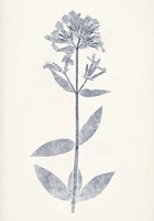 Navy Botanicals V Fine Art Print