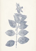 Navy Botanicals IX Fine Art Print
