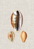 Antique Shells on Linen V Fine Art Print