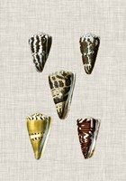Antique Shells on Linen VIII Fine Art Print