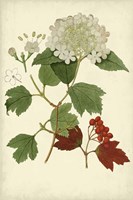 Flowering Viburnum I Fine Art Print