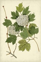 Flowering Viburnum II Fine Art Print