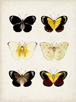 Vintage Butterflies I Framed Print