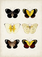 Vintage Butterflies I Framed Print