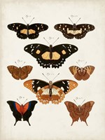 Vintage Butterflies V Framed Print