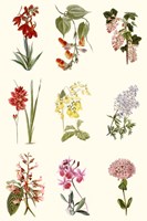 Botanical Array Chart Fine Art Print