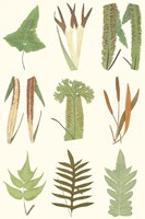 Antique Fern Chart Fine Art Print
