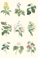 Soft Botanical Chart Fine Art Print