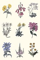 Antique Floral Chart Fine Art Print