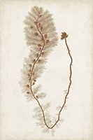 Sepia Seaweed III Fine Art Print