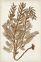 Sepia Seaweed IV Framed Print