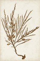 Sepia Seaweed V Fine Art Print