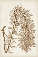 Sepia Seaweed VI Framed Print