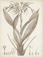 Sepia Exotic Plants VII Fine Art Print