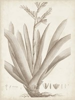 Sepia Exotic Plants VIII Fine Art Print