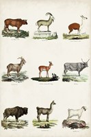 Antique Animal Chart I Framed Print