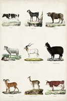Antique Animal Chart II Framed Print
