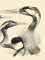 Waterbird Sketchbook I Framed Print