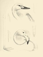 Waterbird Sketchbook II Fine Art Print