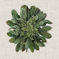 Spherical Leaves I Framed Print