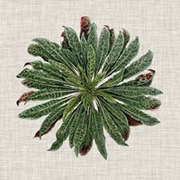 Spherical Leaves II Framed Print