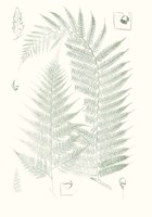 Verdure Ferns IV Fine Art Print