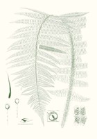 Verdure Ferns IX Fine Art Print