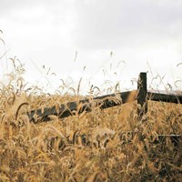 Fencerow Light Crop Fine Art Print