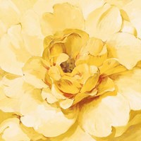 Yellow Peony Fine Art Print