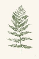 Fern Print II White Crop Fine Art Print