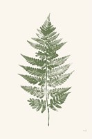 Fern Print I White Crop Fine Art Print