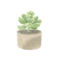 Simple Succulent II Fine Art Print