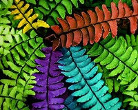 Feel the Fern Fine Art Print