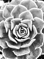 Peace Love & Succulent black and white Fine Art Print