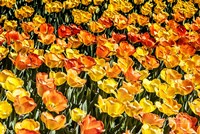 Tulip Wave Fine Art Print