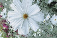 Garden Dream III Fine Art Print