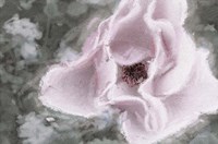 Garden Dream V Fine Art Print