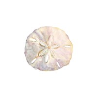 Oceanum Shells White IV-Sand Dollar Fine Art Print