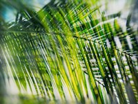 Evergreen No. 8 Fine Art Print