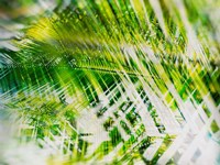 Evergreen No. 11 Fine Art Print