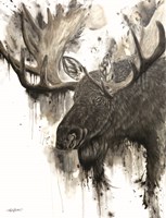 Bull Moose Fine Art Print