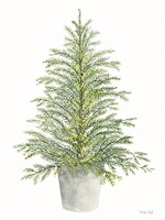 Spruce Tree in Pot Framed Print