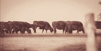 Cattle Row Fine Art Print