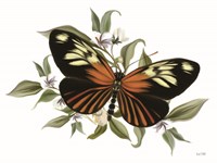 Botanical Butterfly Heliconius Fine Art Print