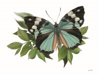 Botanical Butterfly Common Gem Fine Art Print
